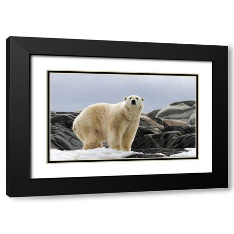 Norway, Svalbard Polar bear on snow Black Modern Wood Framed Art Print with Double Matting by Young, Bill