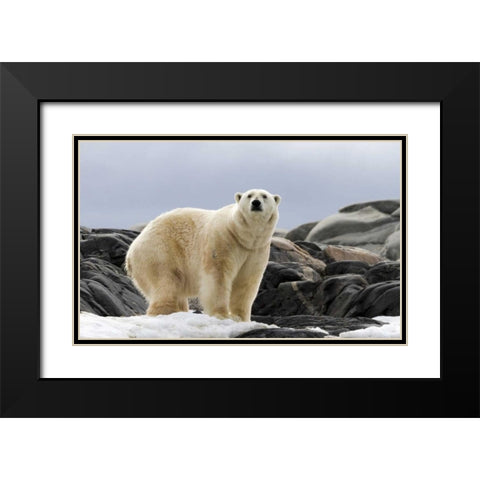 Norway, Svalbard Polar bear on snow Black Modern Wood Framed Art Print with Double Matting by Young, Bill