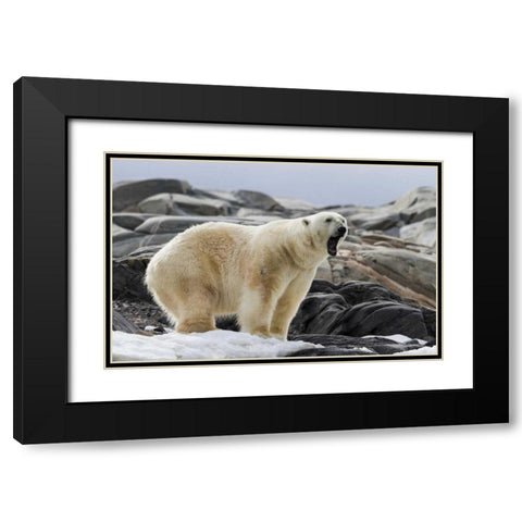 Norway, Svalbard Polar bear yawning Black Modern Wood Framed Art Print with Double Matting by Young, Bill