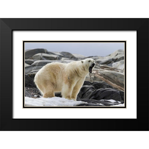 Norway, Svalbard Polar bear yawning Black Modern Wood Framed Art Print with Double Matting by Young, Bill
