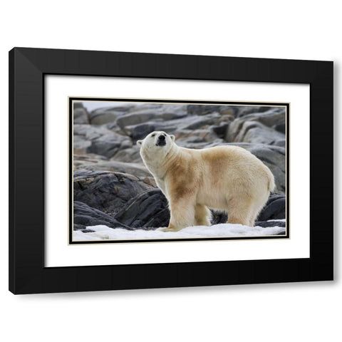Norway, Svalbard Polar bear on snow Black Modern Wood Framed Art Print with Double Matting by Young, Bill