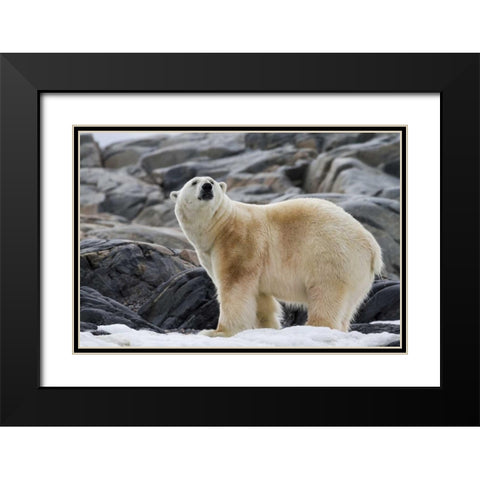 Norway, Svalbard Polar bear on snow Black Modern Wood Framed Art Print with Double Matting by Young, Bill
