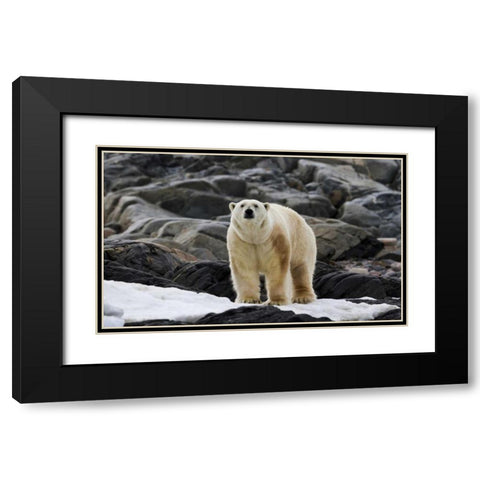 Norway, Svalbard Polar bear on snow Black Modern Wood Framed Art Print with Double Matting by Young, Bill