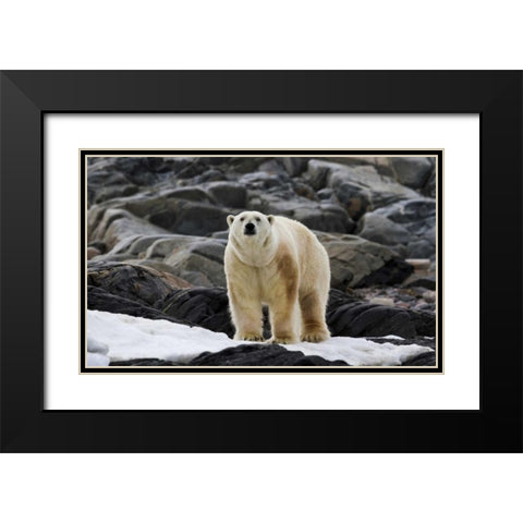 Norway, Svalbard Polar bear on snow Black Modern Wood Framed Art Print with Double Matting by Young, Bill