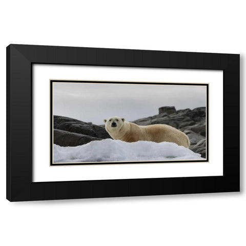 Norway, Svalbard Polar bear on snow Black Modern Wood Framed Art Print with Double Matting by Young, Bill