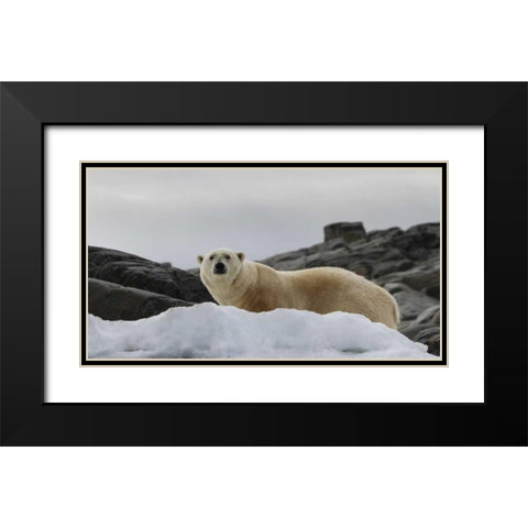 Norway, Svalbard Polar bear on snow Black Modern Wood Framed Art Print with Double Matting by Young, Bill