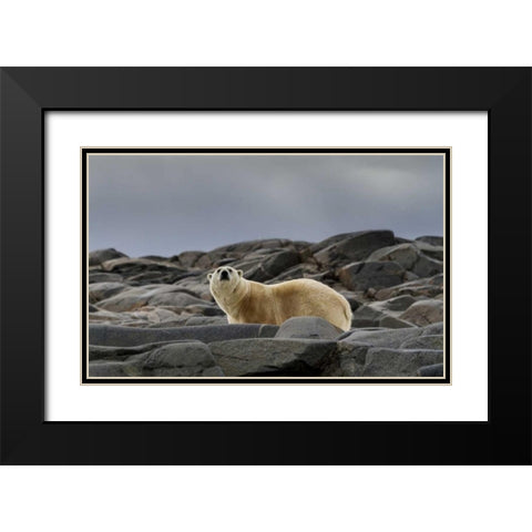Norway, Svalbard Polar bear on rocky ground Black Modern Wood Framed Art Print with Double Matting by Young, Bill