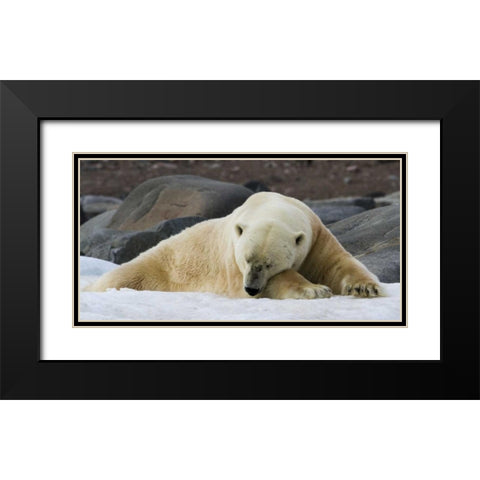 Norway, Svalbard Polar bear sleeping on snow Black Modern Wood Framed Art Print with Double Matting by Young, Bill