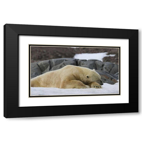 Norway, Svalbard Polar bear sleeping on snow Black Modern Wood Framed Art Print with Double Matting by Young, Bill