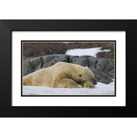 Norway, Svalbard Polar bear sleeping on snow Black Modern Wood Framed Art Print with Double Matting by Young, Bill