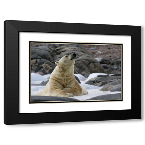 Norway, Svalbard Polar bear on snow Black Modern Wood Framed Art Print with Double Matting by Young, Bill