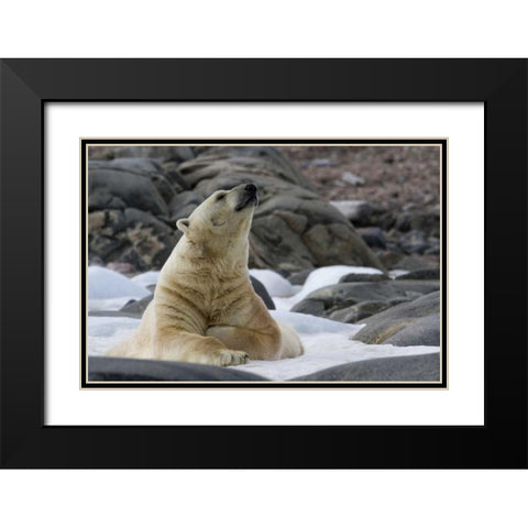 Norway, Svalbard Polar bear on snow Black Modern Wood Framed Art Print with Double Matting by Young, Bill