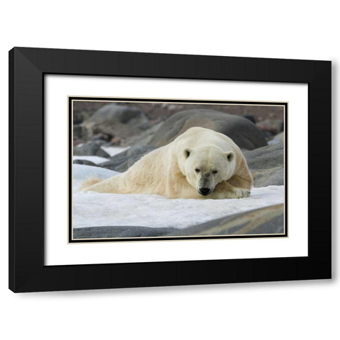 Norway, Svalbard Polar bear lying on snow Black Modern Wood Framed Art Print with Double Matting by Young, Bill