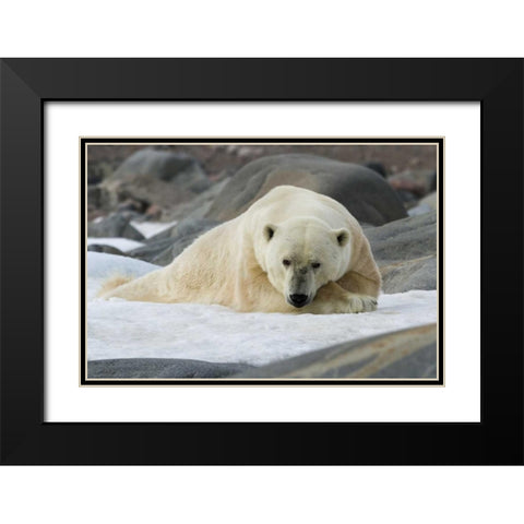 Norway, Svalbard Polar bear lying on snow Black Modern Wood Framed Art Print with Double Matting by Young, Bill