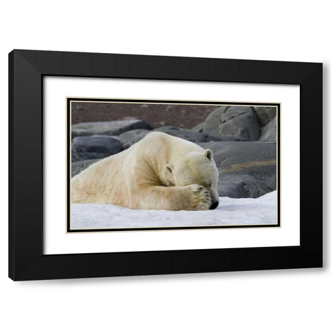 Norway, Svalbard Polar bear sleeping on snow Black Modern Wood Framed Art Print with Double Matting by Young, Bill