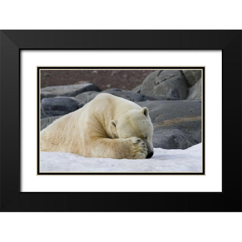 Norway, Svalbard Polar bear sleeping on snow Black Modern Wood Framed Art Print with Double Matting by Young, Bill