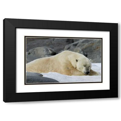 Norway, Svalbard Polar bear sleeping on snow Black Modern Wood Framed Art Print with Double Matting by Young, Bill