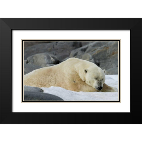 Norway, Svalbard Polar bear sleeping on snow Black Modern Wood Framed Art Print with Double Matting by Young, Bill