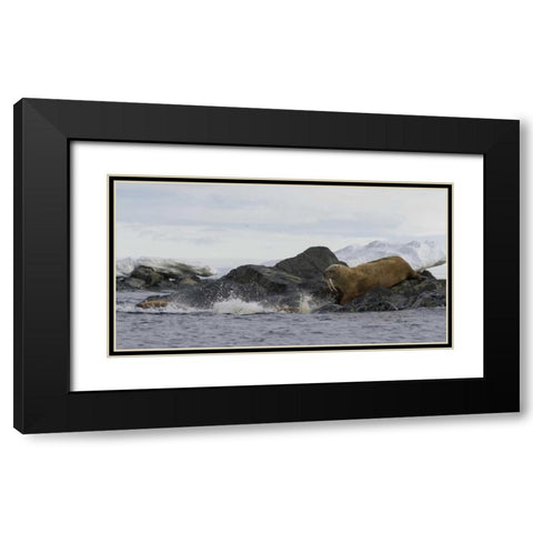 Norway, Svalbard Walruses moving into the water Black Modern Wood Framed Art Print with Double Matting by Young, Bill