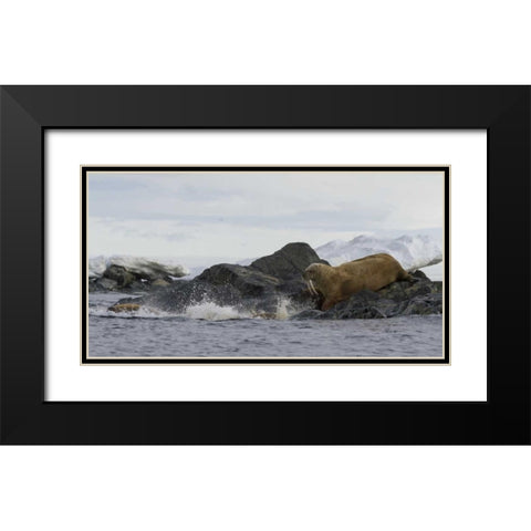Norway, Svalbard Walruses moving into the water Black Modern Wood Framed Art Print with Double Matting by Young, Bill