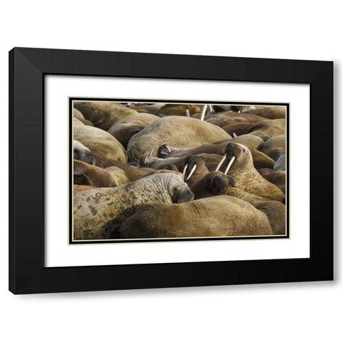 Norway, Svalbard, Torellneset Walruses resting Black Modern Wood Framed Art Print with Double Matting by Young, Bill