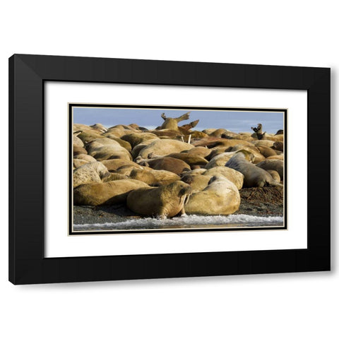Norway, Svalbard, Torellneset Walruses resting Black Modern Wood Framed Art Print with Double Matting by Young, Bill