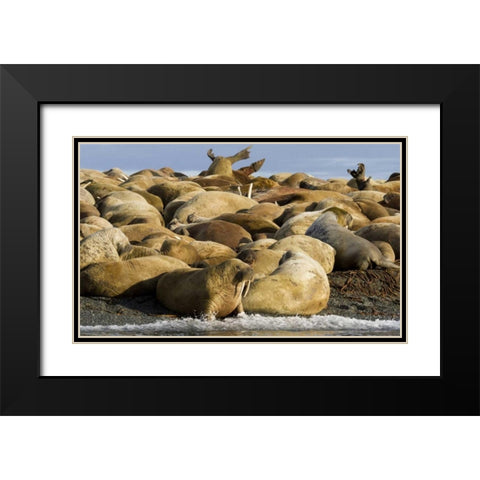 Norway, Svalbard, Torellneset Walruses resting Black Modern Wood Framed Art Print with Double Matting by Young, Bill