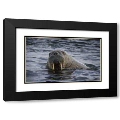 Norway, Svalbard Walrus looking at the camera Black Modern Wood Framed Art Print with Double Matting by Young, Bill