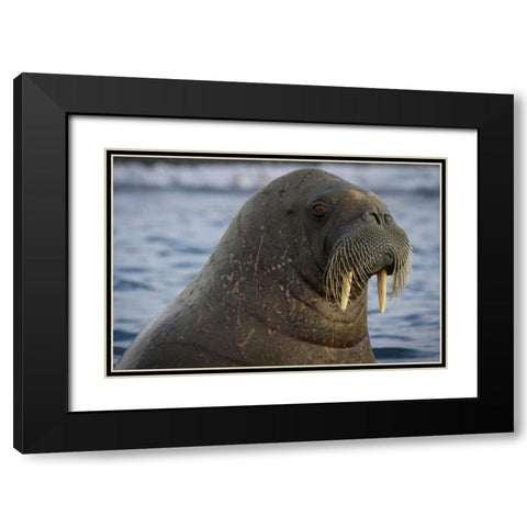 Norway, Svalbard Close-up of walrus in the water Black Modern Wood Framed Art Print with Double Matting by Young, Bill