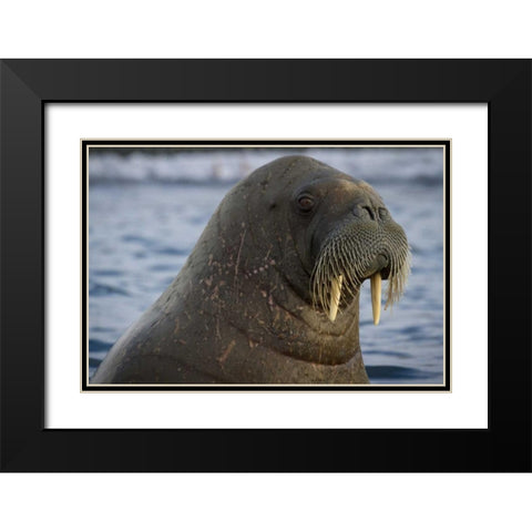 Norway, Svalbard Close-up of walrus in the water Black Modern Wood Framed Art Print with Double Matting by Young, Bill