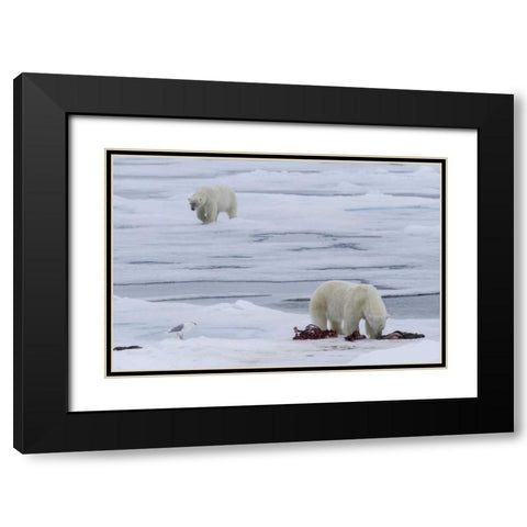 Norway, Svalbard Polar bears and seal carcass Black Modern Wood Framed Art Print with Double Matting by Young, Bill