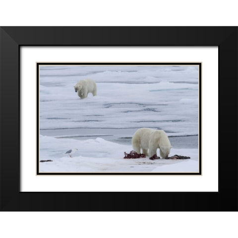 Norway, Svalbard Polar bears and seal carcass Black Modern Wood Framed Art Print with Double Matting by Young, Bill