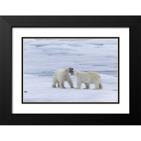 Norway, Svalbard Two polar bears on sea ice Black Modern Wood Framed Art Print with Double Matting by Young, Bill