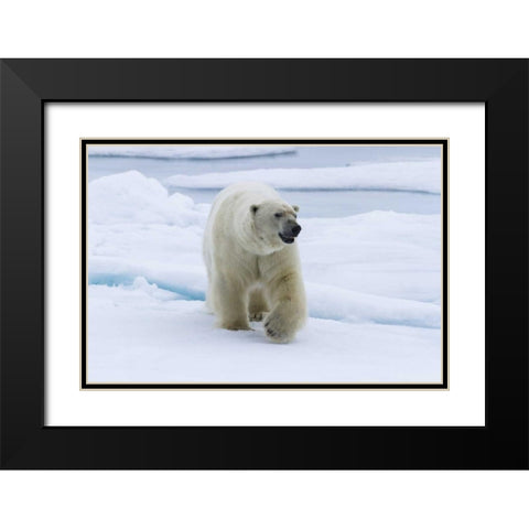 Norway, Svalbard Polar bear walking on snow Black Modern Wood Framed Art Print with Double Matting by Young, Bill