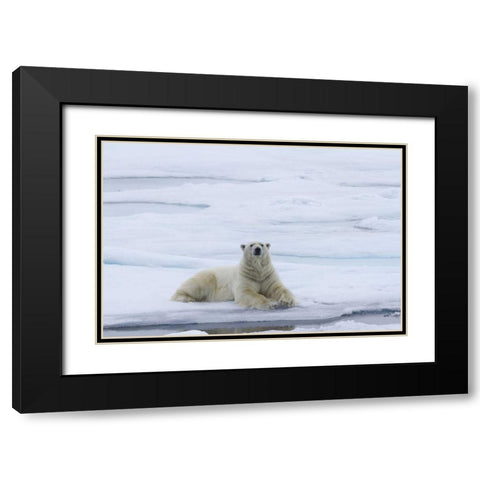 Norway, Svalbard Polar bear lying on snow Black Modern Wood Framed Art Print with Double Matting by Young, Bill