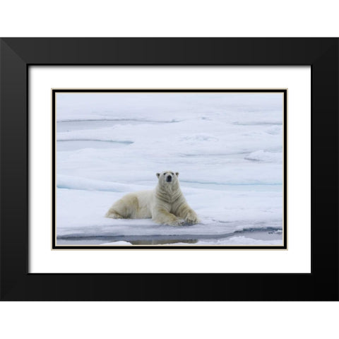 Norway, Svalbard Polar bear lying on snow Black Modern Wood Framed Art Print with Double Matting by Young, Bill