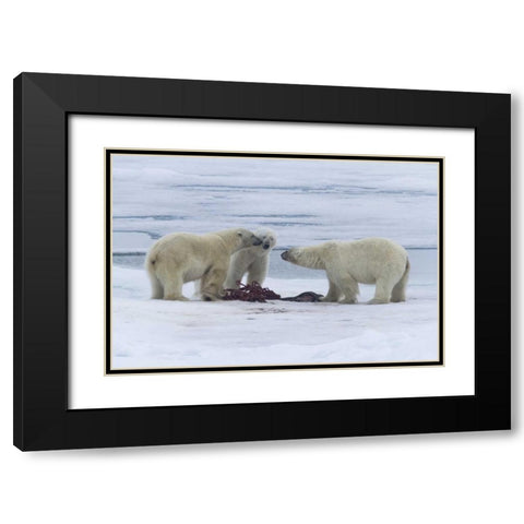 Norway, Svalbard Three polar bears greeting each Black Modern Wood Framed Art Print with Double Matting by Young, Bill