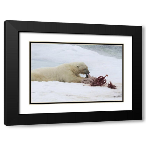 Norway, Svalbard Polar bear eating seal carcass Black Modern Wood Framed Art Print with Double Matting by Young, Bill