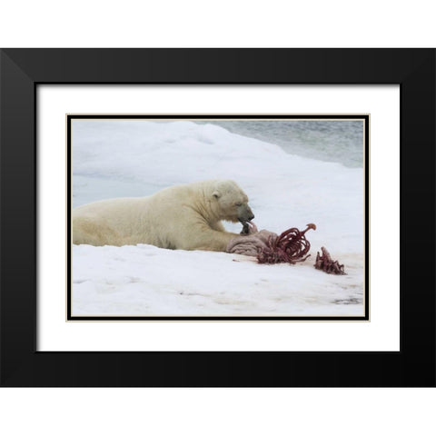 Norway, Svalbard Polar bear eating seal carcass Black Modern Wood Framed Art Print with Double Matting by Young, Bill