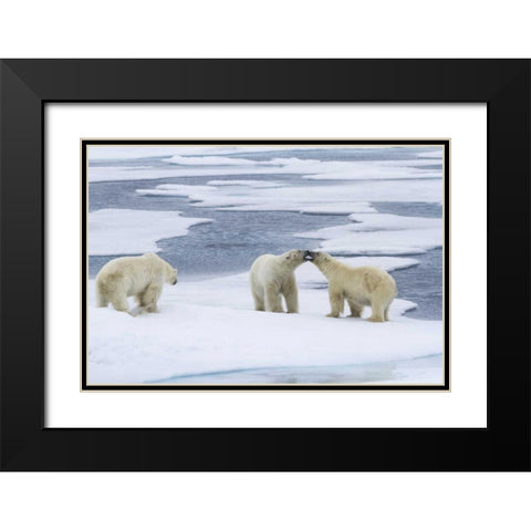 Norway, Svalbard Two polar bears on sea ice Black Modern Wood Framed Art Print with Double Matting by Young, Bill