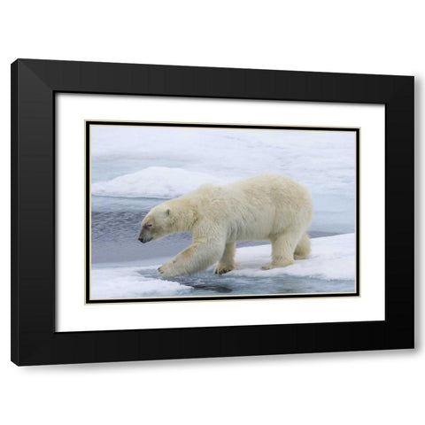Norway, Svalbard Polar bear on sea ice Black Modern Wood Framed Art Print with Double Matting by Young, Bill