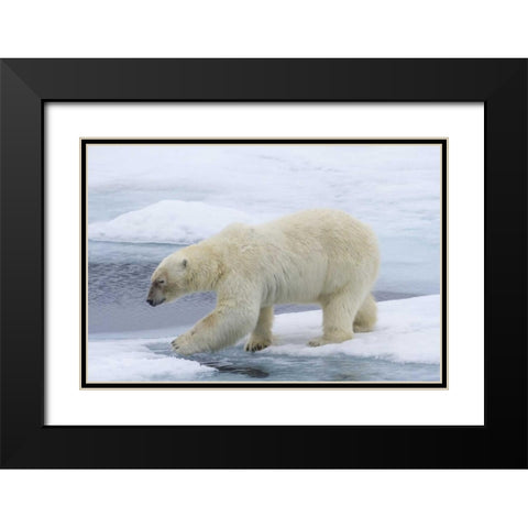 Norway, Svalbard Polar bear on sea ice Black Modern Wood Framed Art Print with Double Matting by Young, Bill