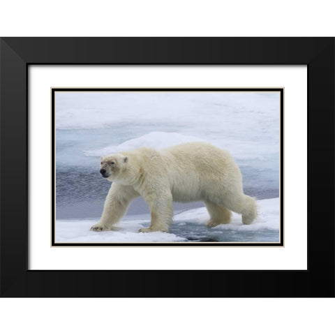 Norway, Svalbard Polar bear on sea ice Black Modern Wood Framed Art Print with Double Matting by Young, Bill