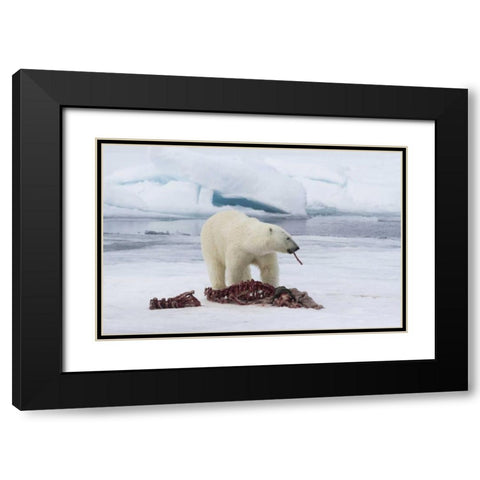 Norway, Svalbard Polar bear eating seal carcass Black Modern Wood Framed Art Print with Double Matting by Young, Bill