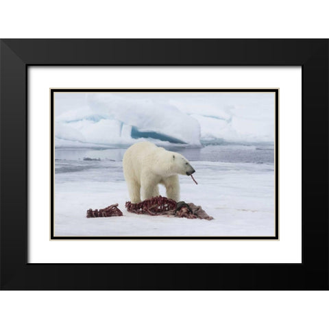 Norway, Svalbard Polar bear eating seal carcass Black Modern Wood Framed Art Print with Double Matting by Young, Bill