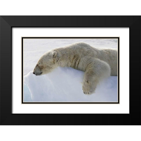 Norway, Svalbard Polar bear asleep on ice ridge Black Modern Wood Framed Art Print with Double Matting by Young, Bill