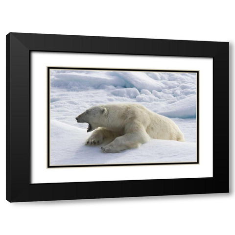 Norway, Svalbard Yawning polar bear on sea ice Black Modern Wood Framed Art Print with Double Matting by Young, Bill