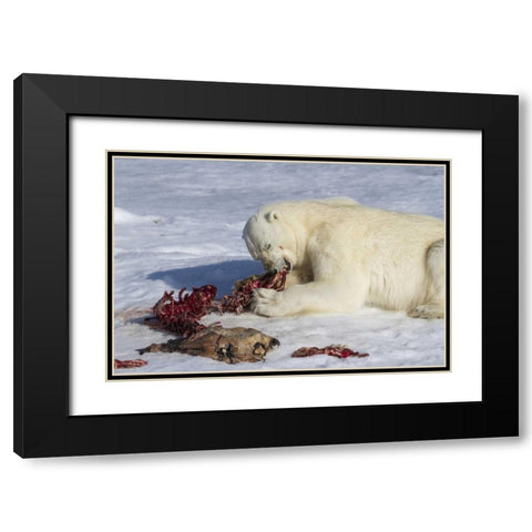 Norway, Svalbard Polar bear eating seal carcass Black Modern Wood Framed Art Print with Double Matting by Young, Bill