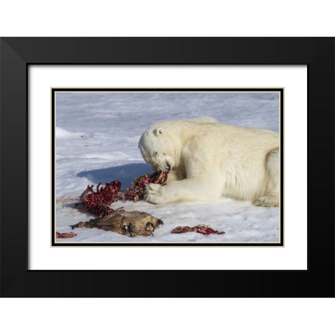 Norway, Svalbard Polar bear eating seal carcass Black Modern Wood Framed Art Print with Double Matting by Young, Bill