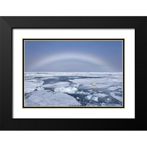 Norway, Svalbard Polar bear on broken sea ice Black Modern Wood Framed Art Print with Double Matting by Young, Bill